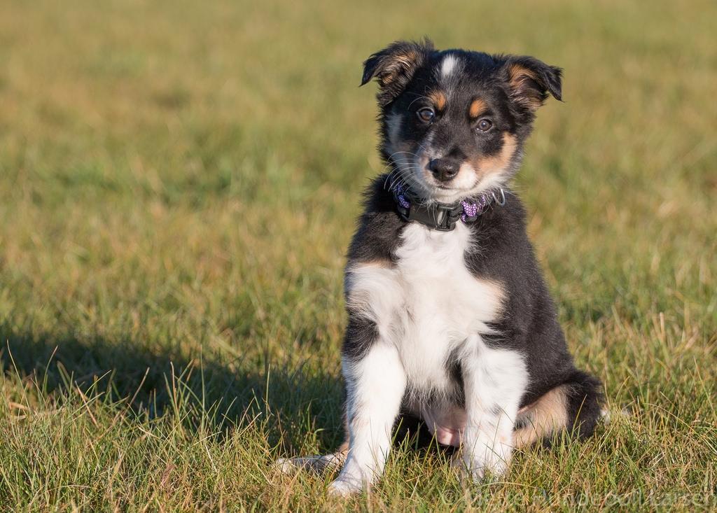 Border collie Peanut billede 17