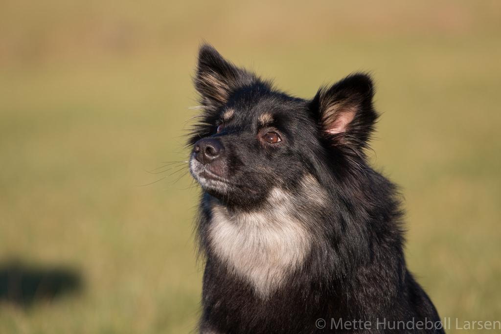 Islandsk fårehund Ásdis billede 11