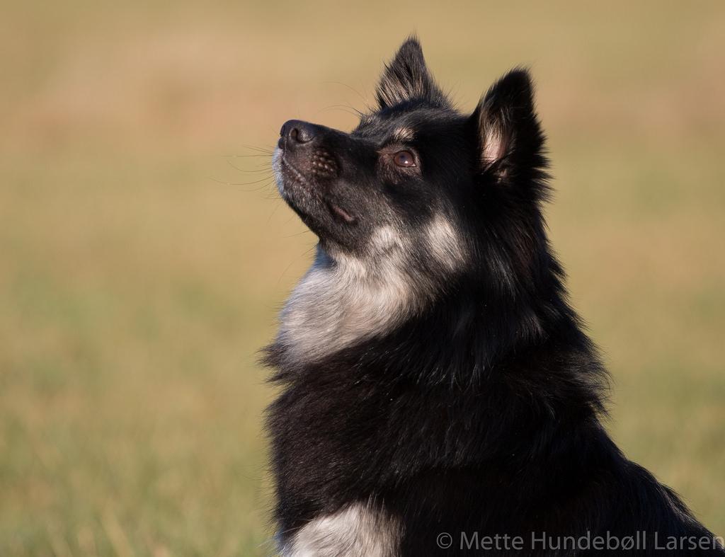 Islandsk fårehund Ásdis billede 1