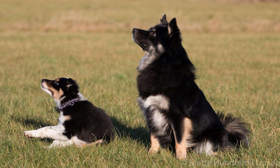 Islandsk fårehund Ásdis billede 10