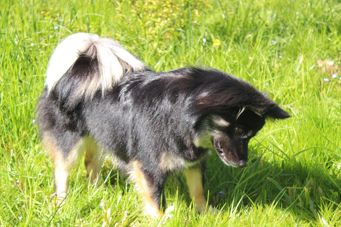 Islandsk fårehund Ásdis billede 27