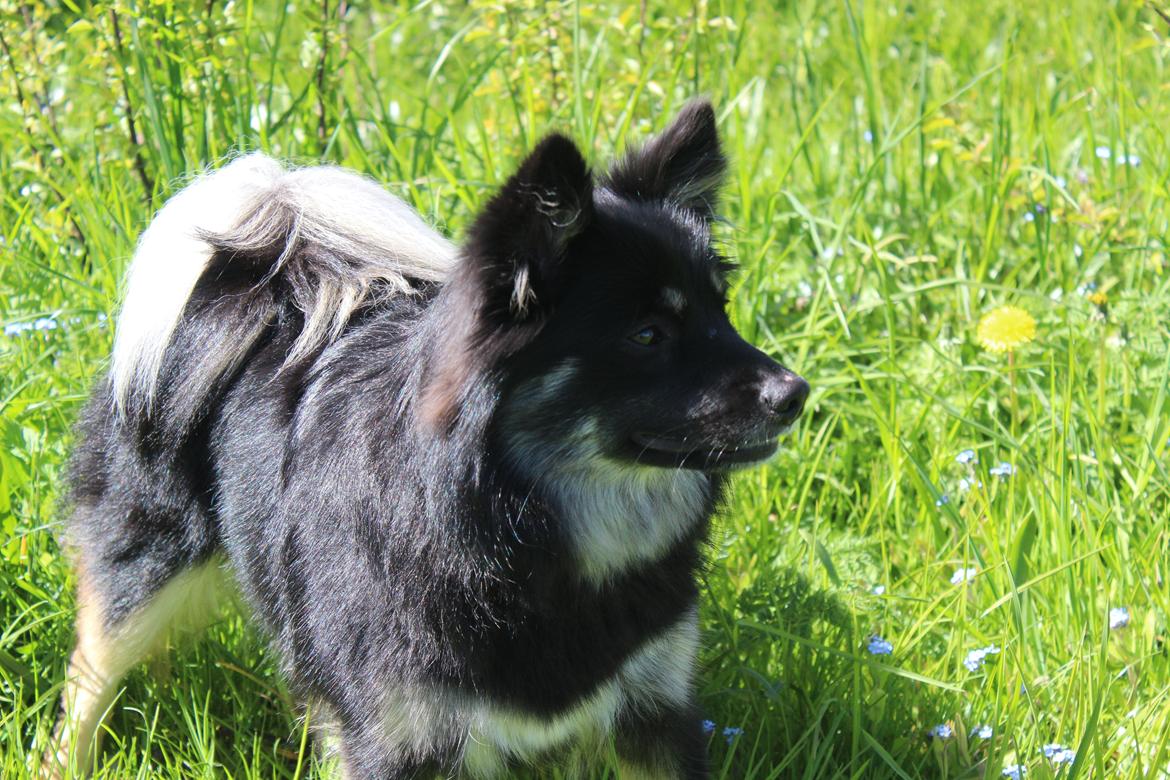 Islandsk fårehund Ásdis billede 17