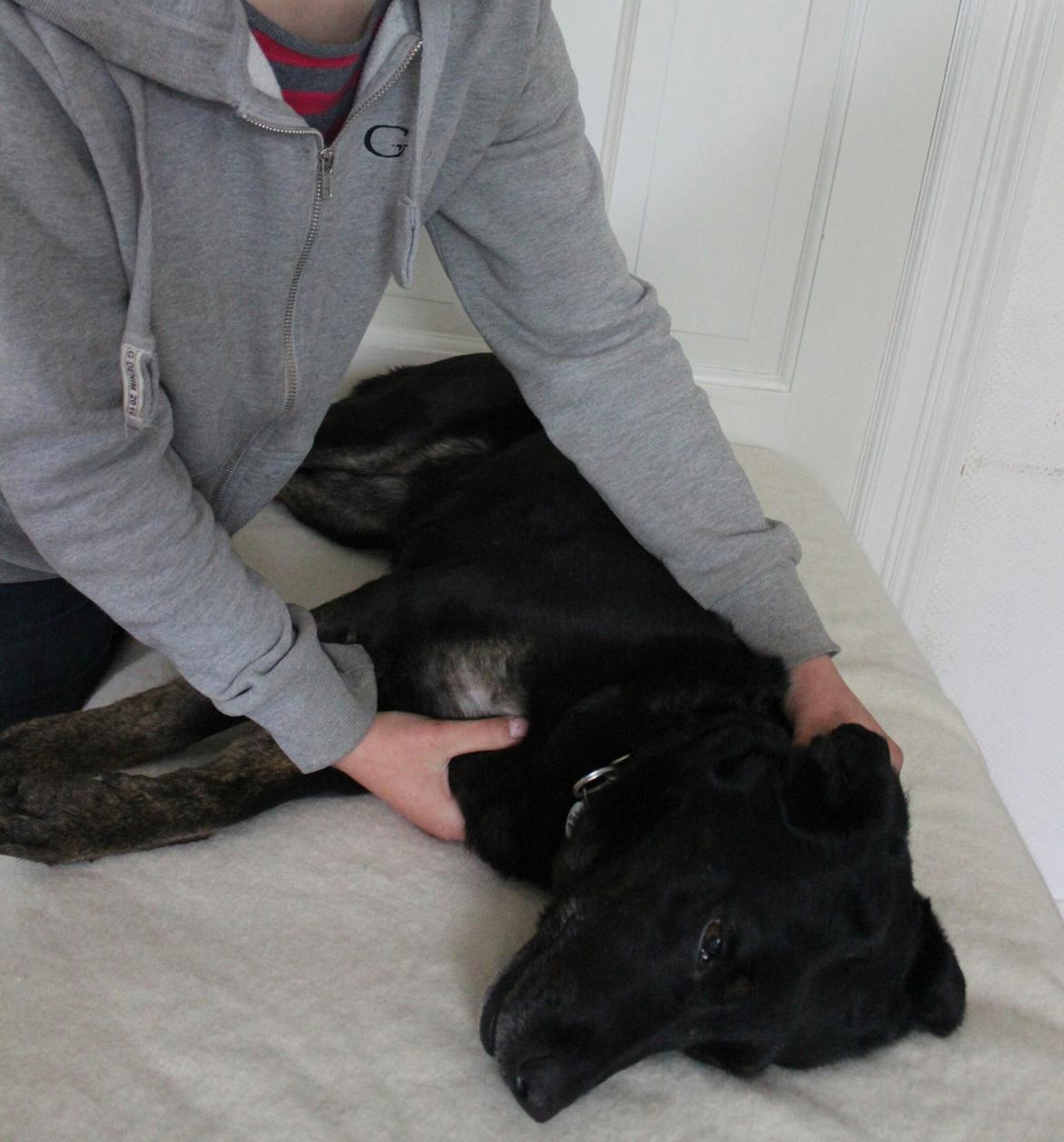 Blanding af racer Bundy billede 12