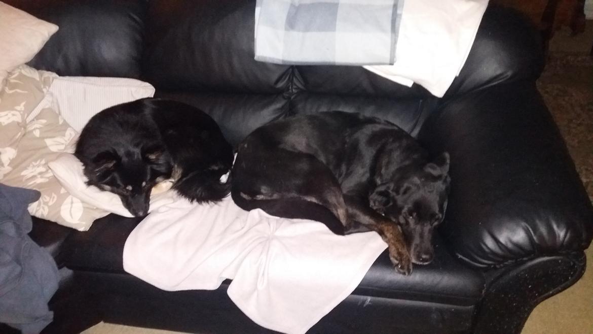 Blanding af racer Bundy billede 14