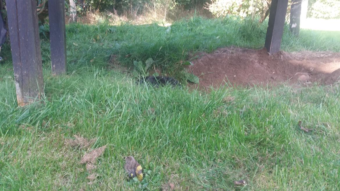 Blanding af racer Bundy billede 16