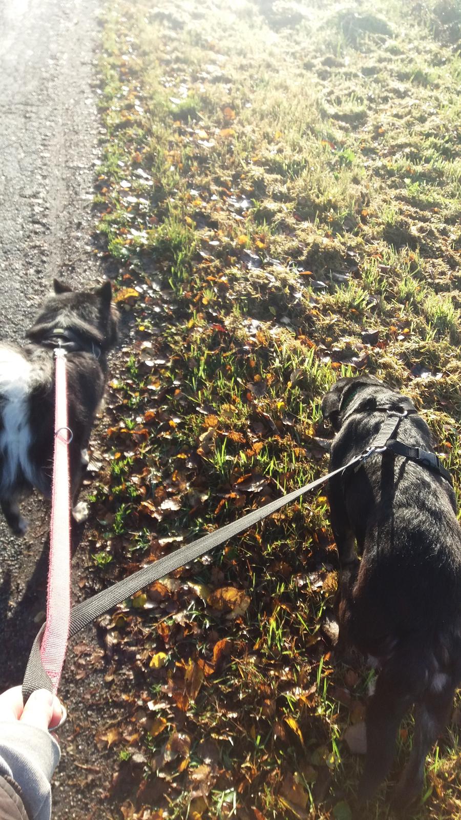 Blanding af racer Bundy billede 15