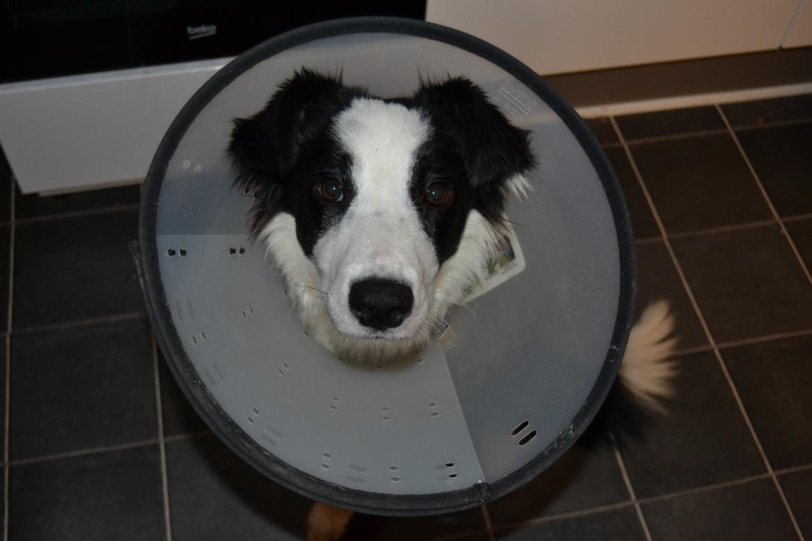 Border collie Hollie - Hollie efter hendes operation..... billede 31