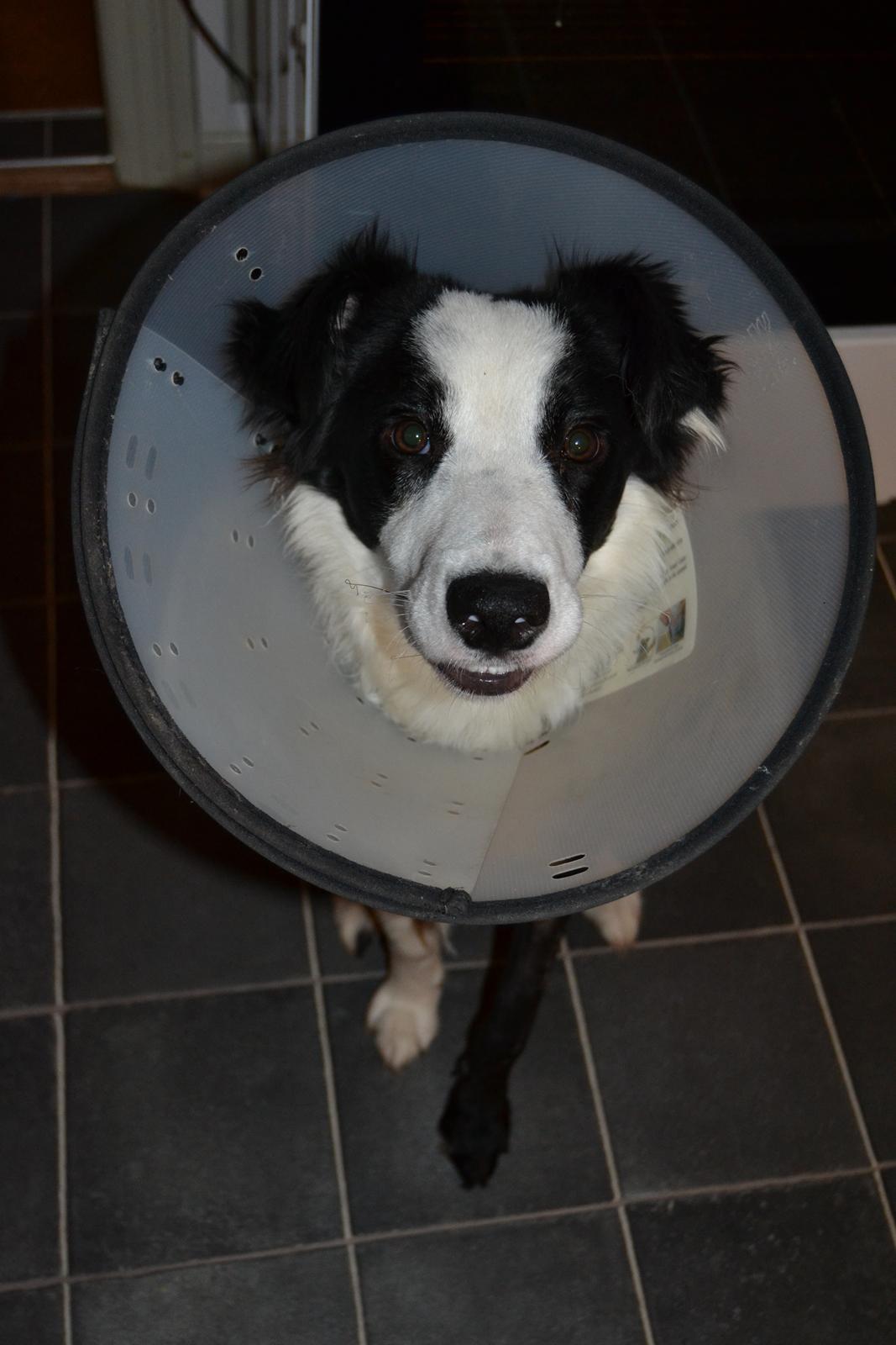 Border collie Hollie - Yndige lille Holsen - selv med halskrave :-P billede 8