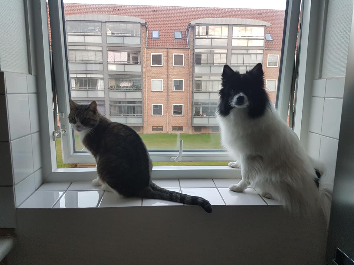 Volpino italiano Fotti  billede 18