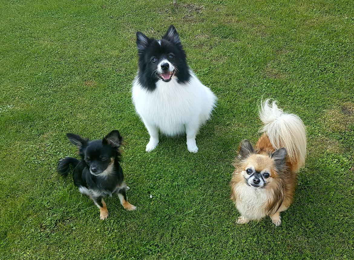 Volpino italiano Fotti  billede 19