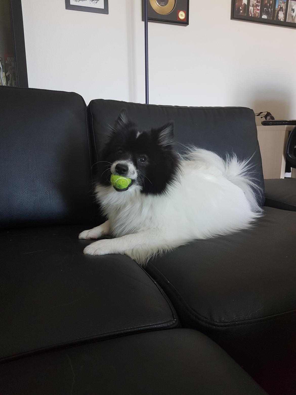 Volpino italiano Fotti  billede 21