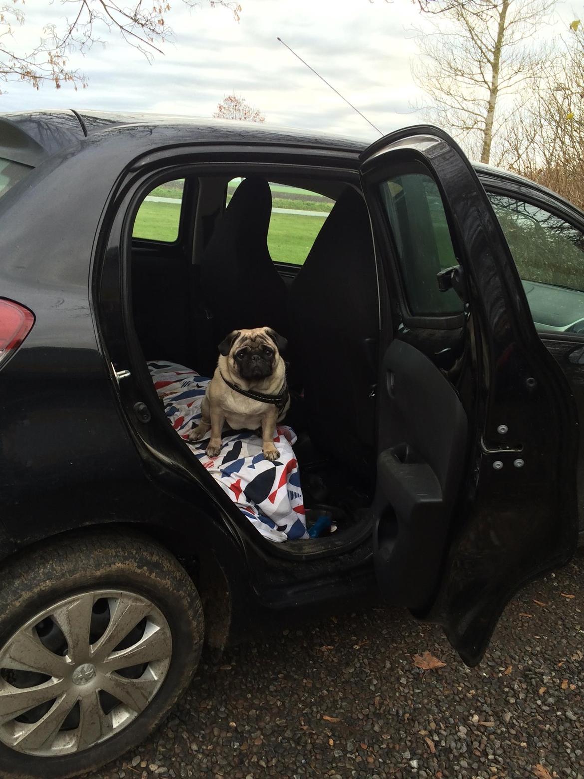 Mops Martha  billede 17