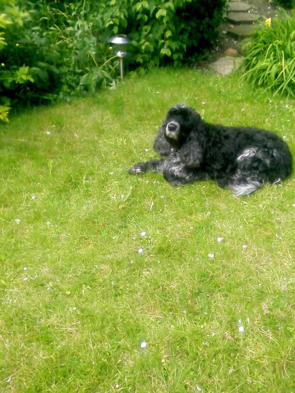 Cocker spaniel safir of mombasa. - mombasa i haven, nu er han blevet 9 år, stadig en flot fyr. billede 21