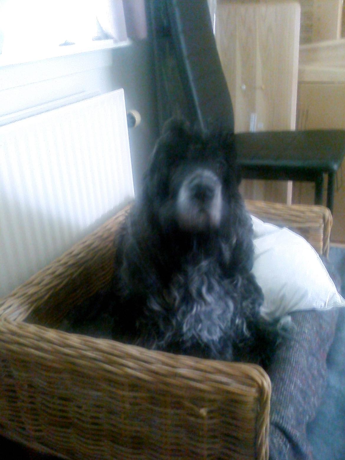 Cocker spaniel safir of mombasa. - se mig mor, sidder pænt. billede 22