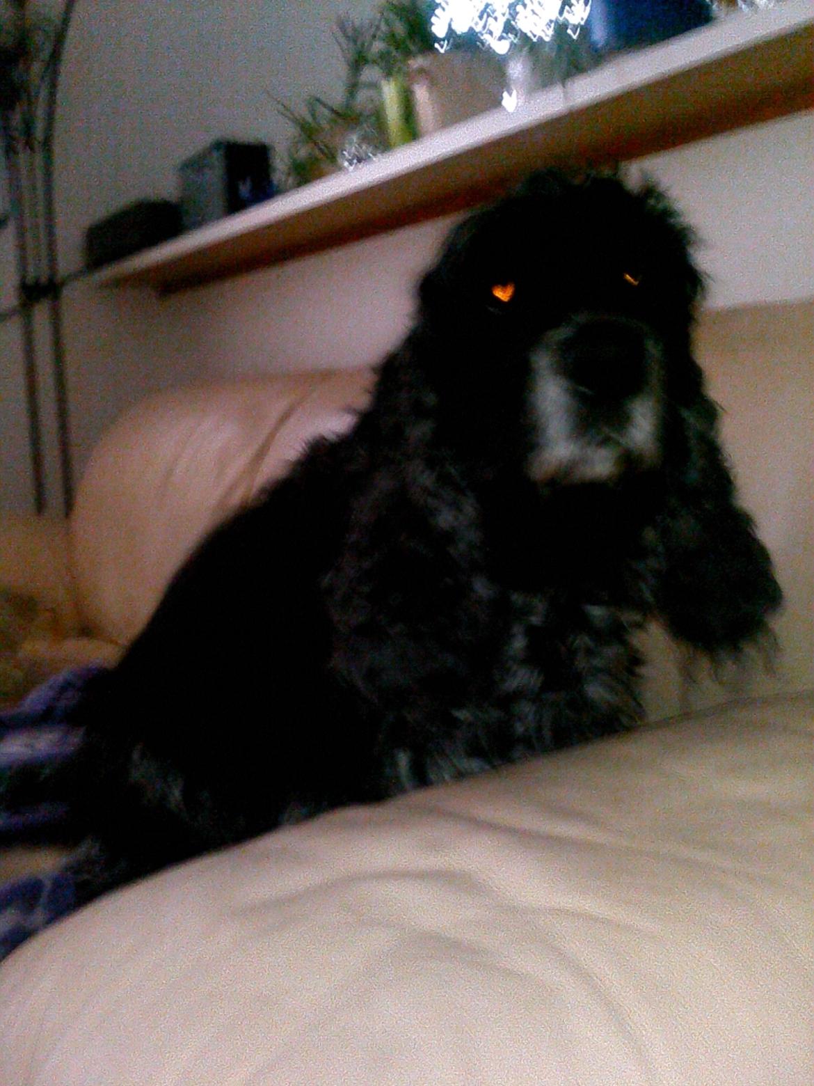 Cocker spaniel safir of mombasa. - vores nye sofa er fin til min dejlige myllehund. billede 23