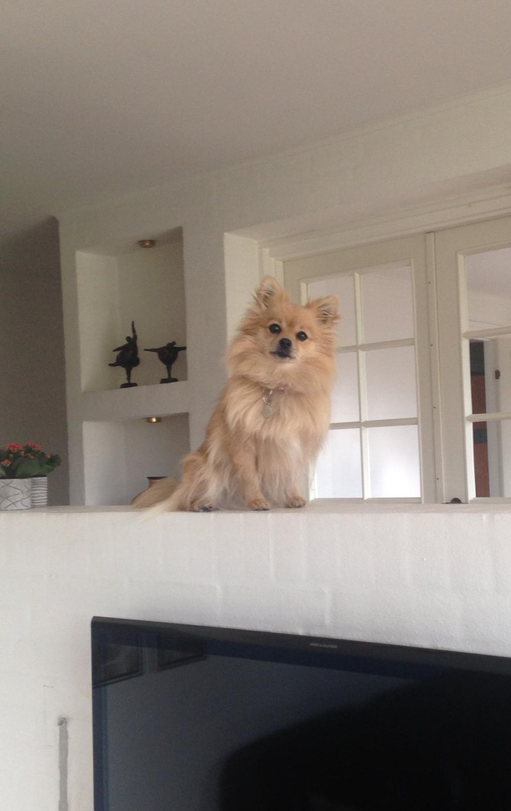 Pomeranian Chloè billede 3