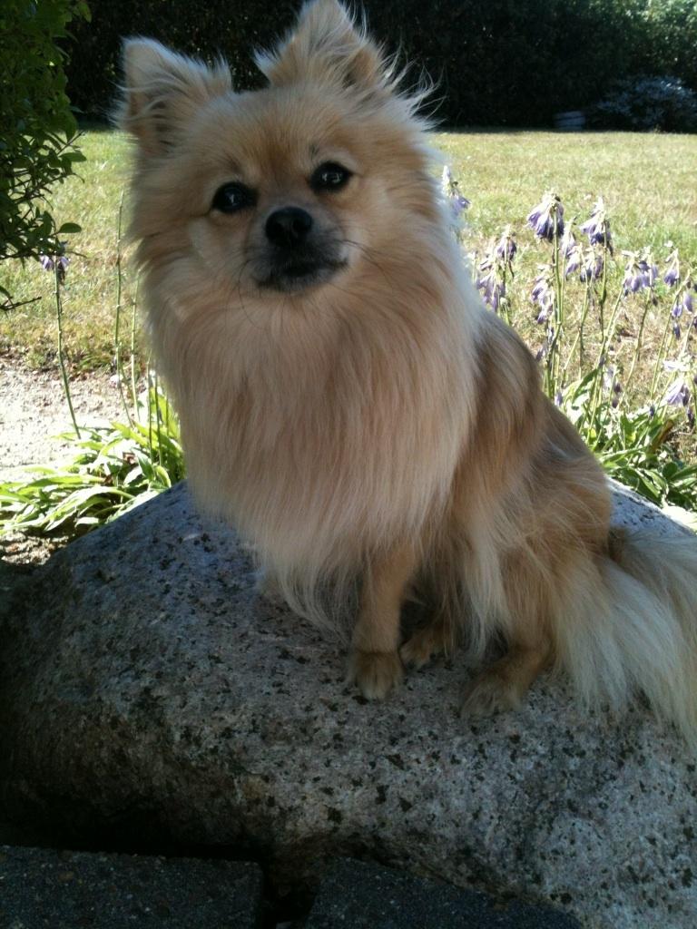 Pomeranian Chloè billede 4