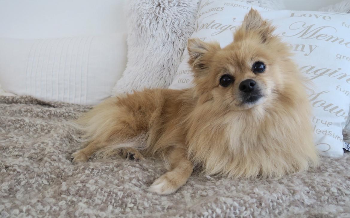 Pomeranian Chloè billede 8
