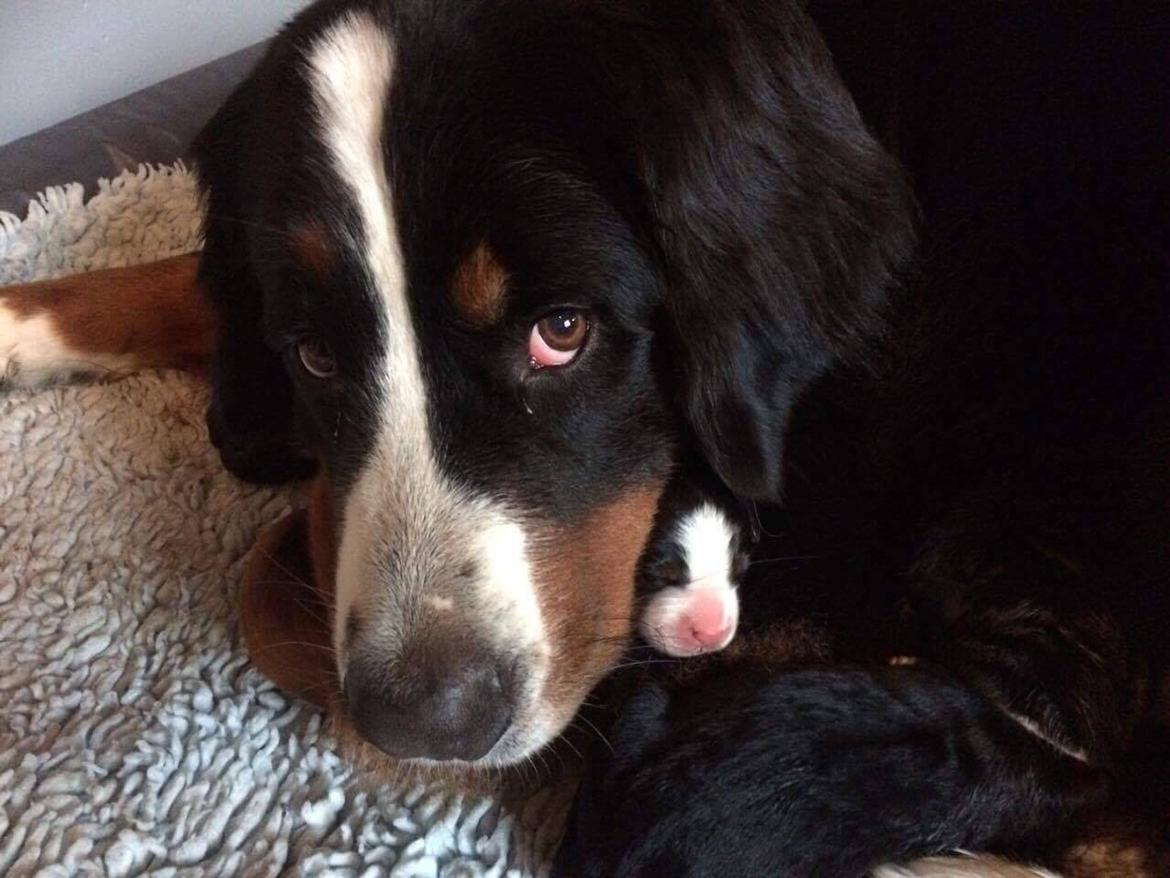 Berner sennenhund Lady Xiera's Teddy Bear (Leopold)  - Nyfødt med mor Paprika (Rika) <3  billede 48