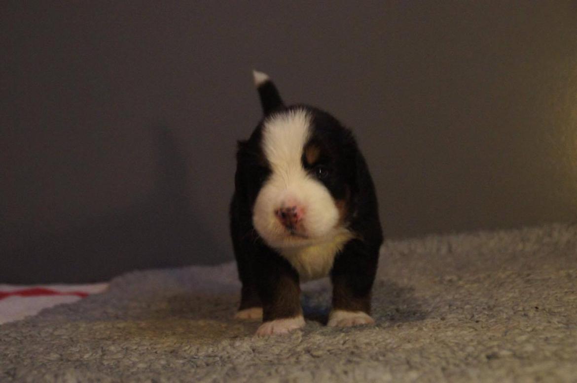 Berner sennenhund Lady Xiera's Teddy Bear (Leopold)  - <3  billede 46