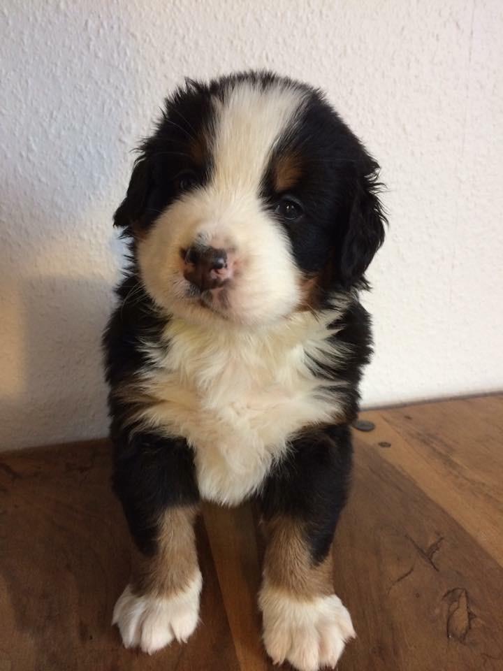 Berner sennenhund Lady Xiera's Teddy Bear (Leopold)  - Baby Polle <3 :) billede 45