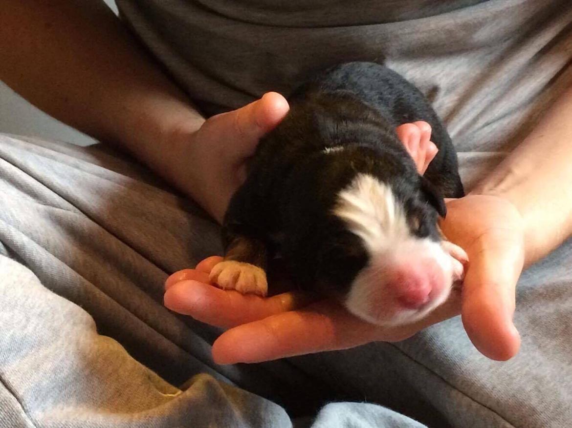 Berner sennenhund Lady Xiera's Teddy Bear (Leopold)  - Nyfødt Leo <3 billede 47