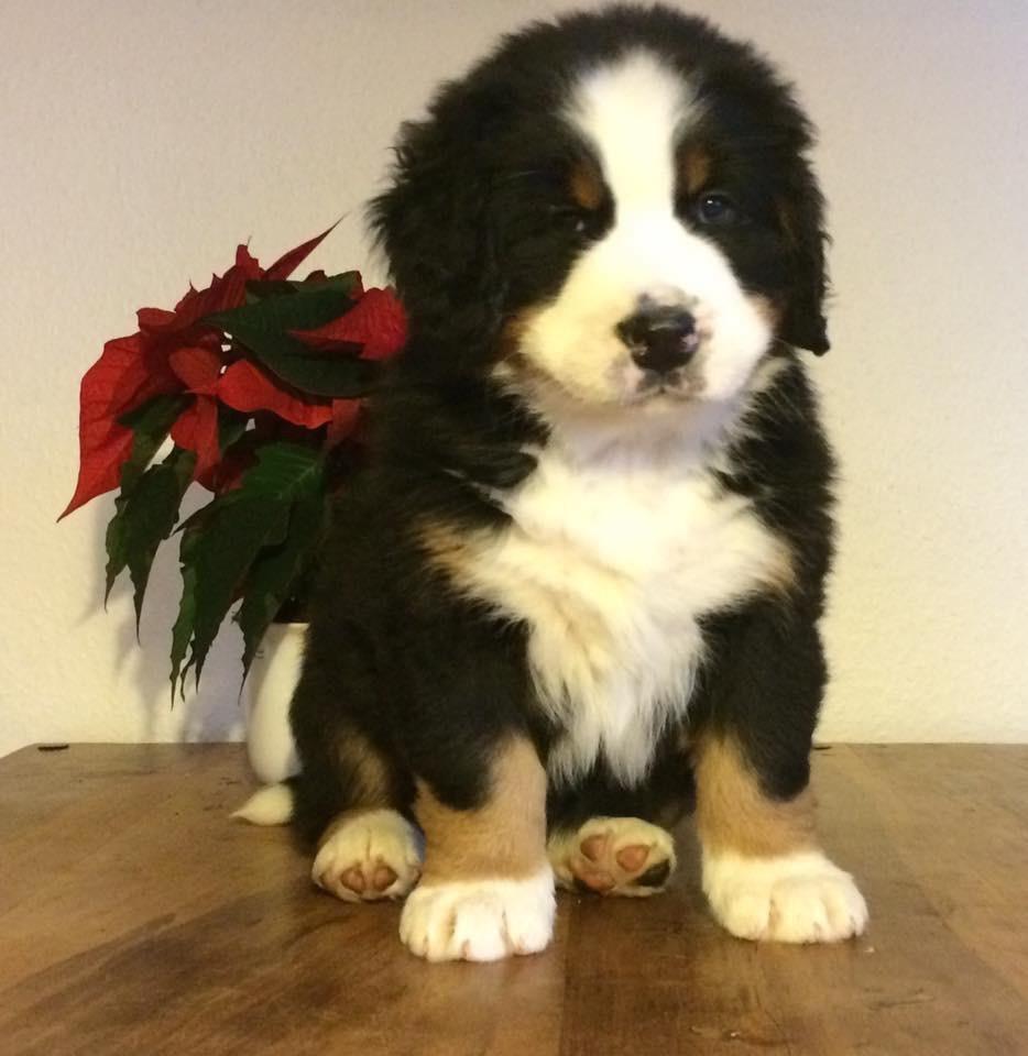 Berner sennenhund Lady Xiera's Teddy Bear (Leopold)  - 7 uger gamle Leopold <3  billede 44