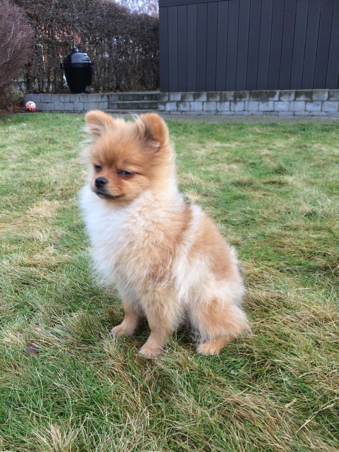 Pomeranian Aslan billede 5