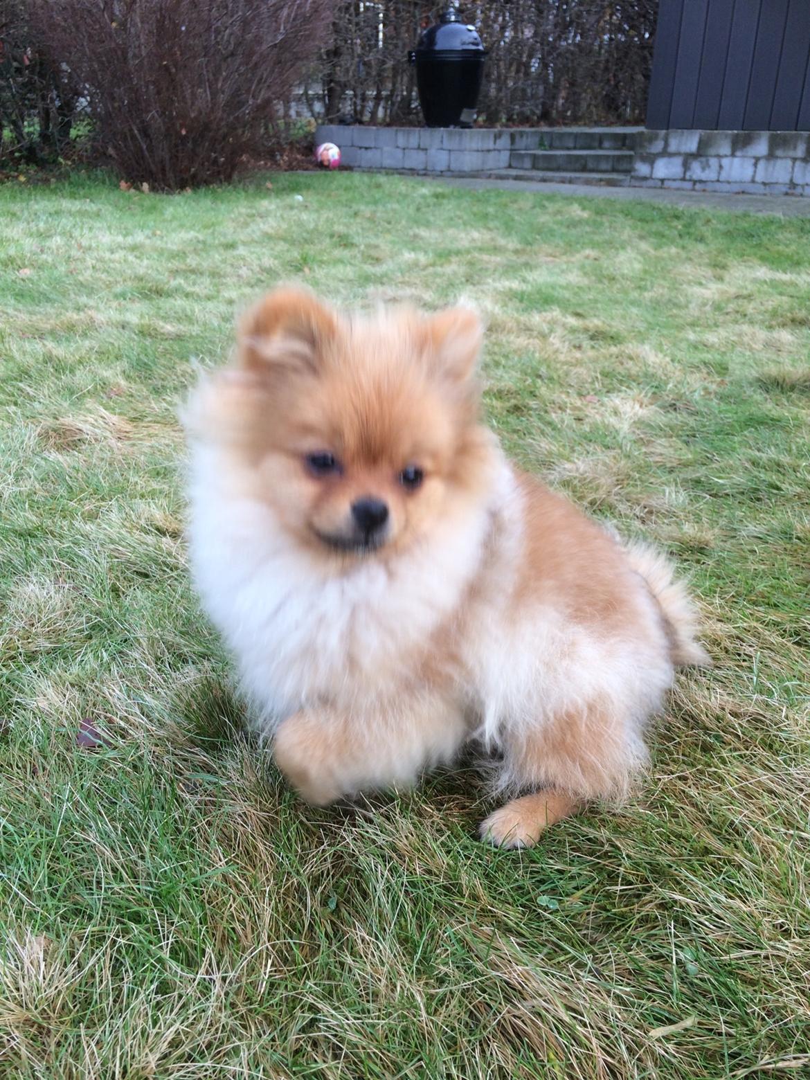 Pomeranian Aslan billede 6