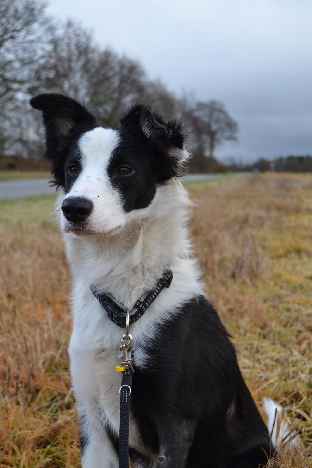 Border collie Hollie - Hollie 9 måneder - første rigtige gåtur siden operationen. Faldt i meget god jord hos den lille fis <3 billede 5