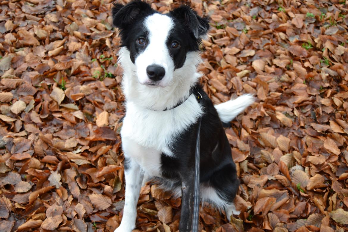 Border collie Hollie billede 6