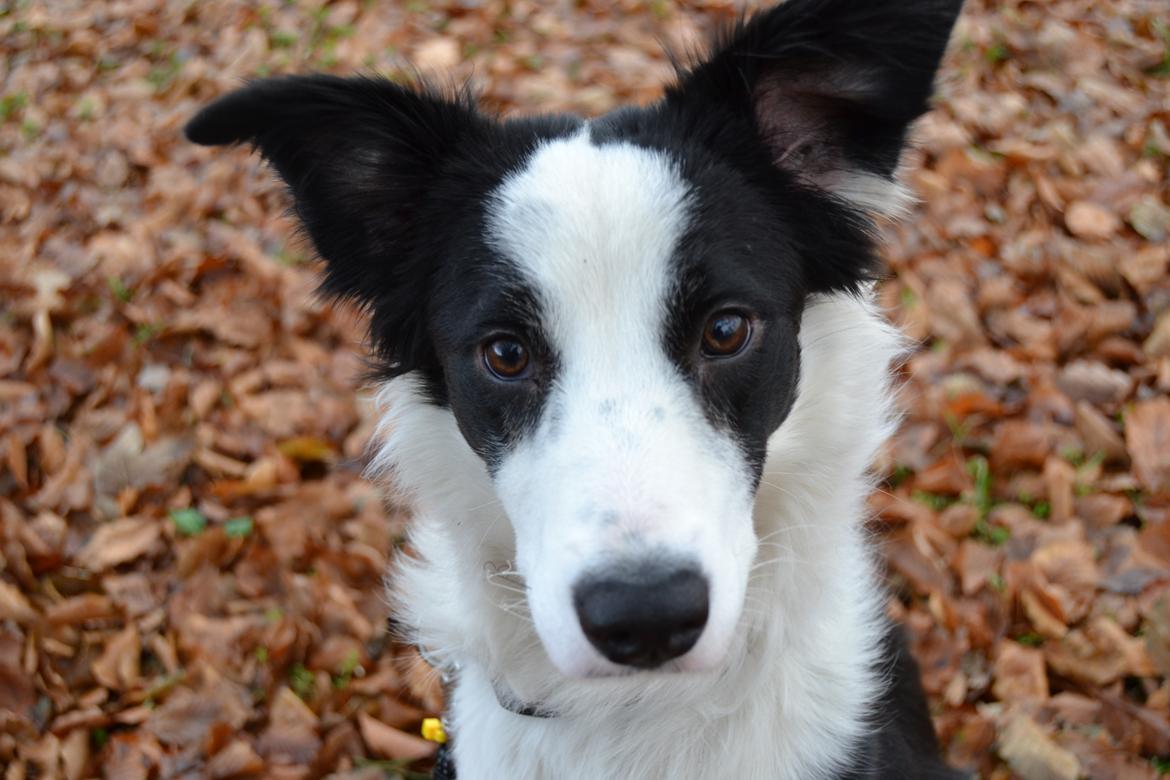 Border collie Hollie billede 2