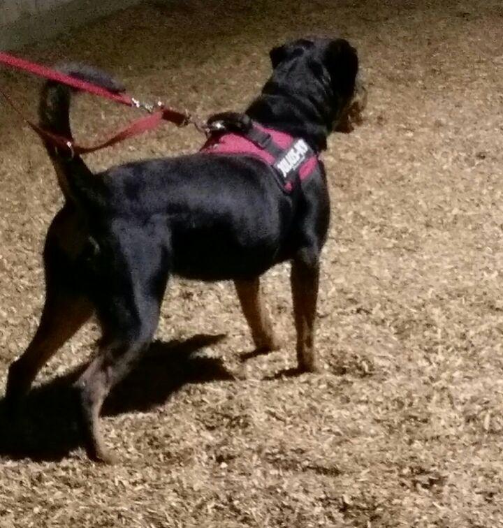Rottweiler Kayla - Til hundetræning. hun vejer ca 34kg på billedet og er 7,5 måned billede 3