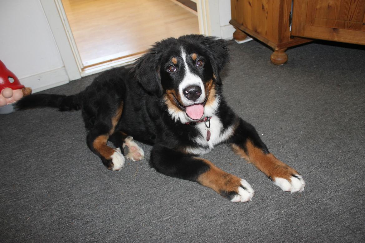 Berner sennenhund lillefix billede 16