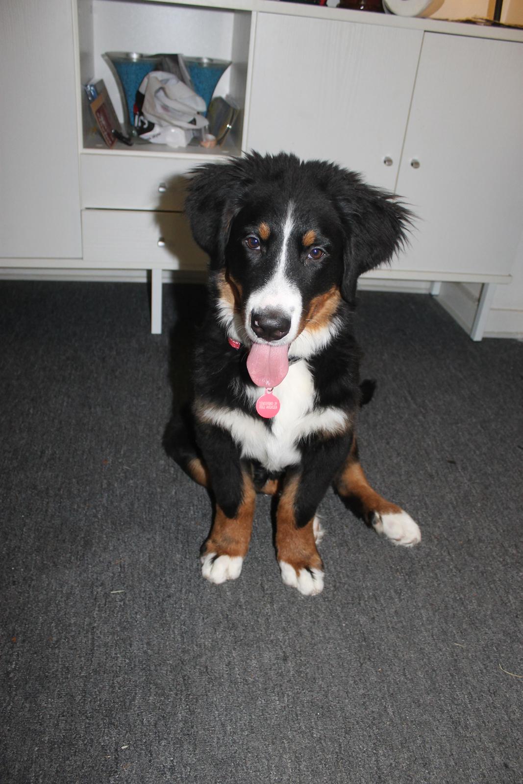 Berner sennenhund lillefix billede 17