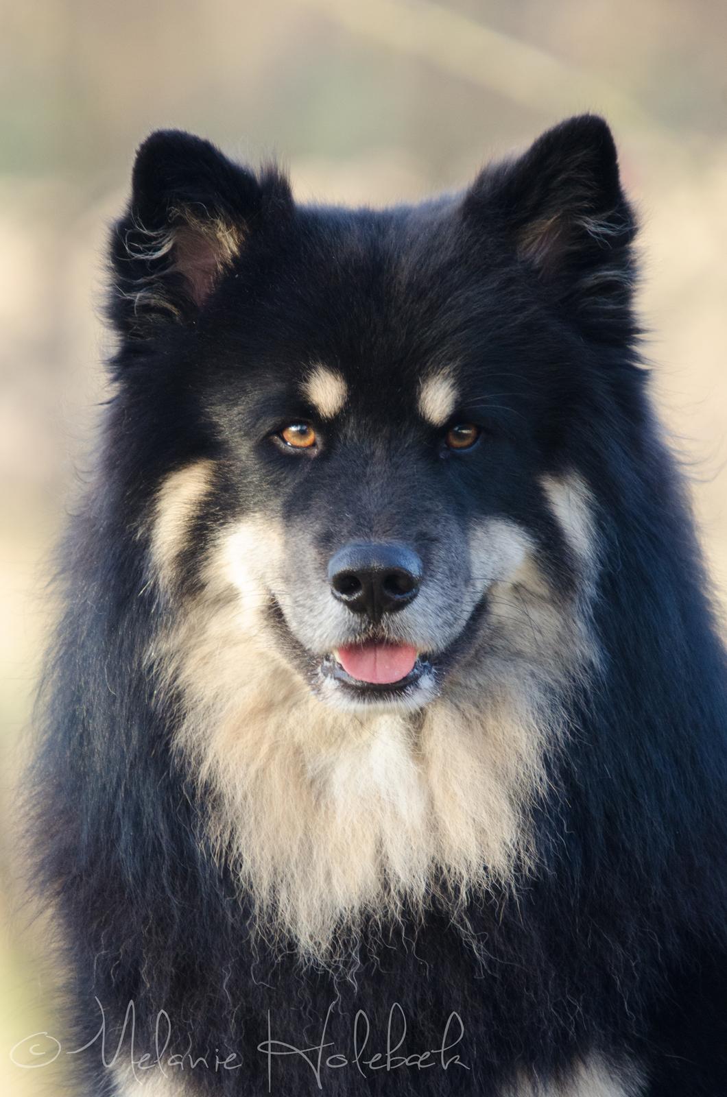 Finsk lapphund INTCH KBHV15 DKKV15 DKV16 Dreamlapin's Ainu billede 1