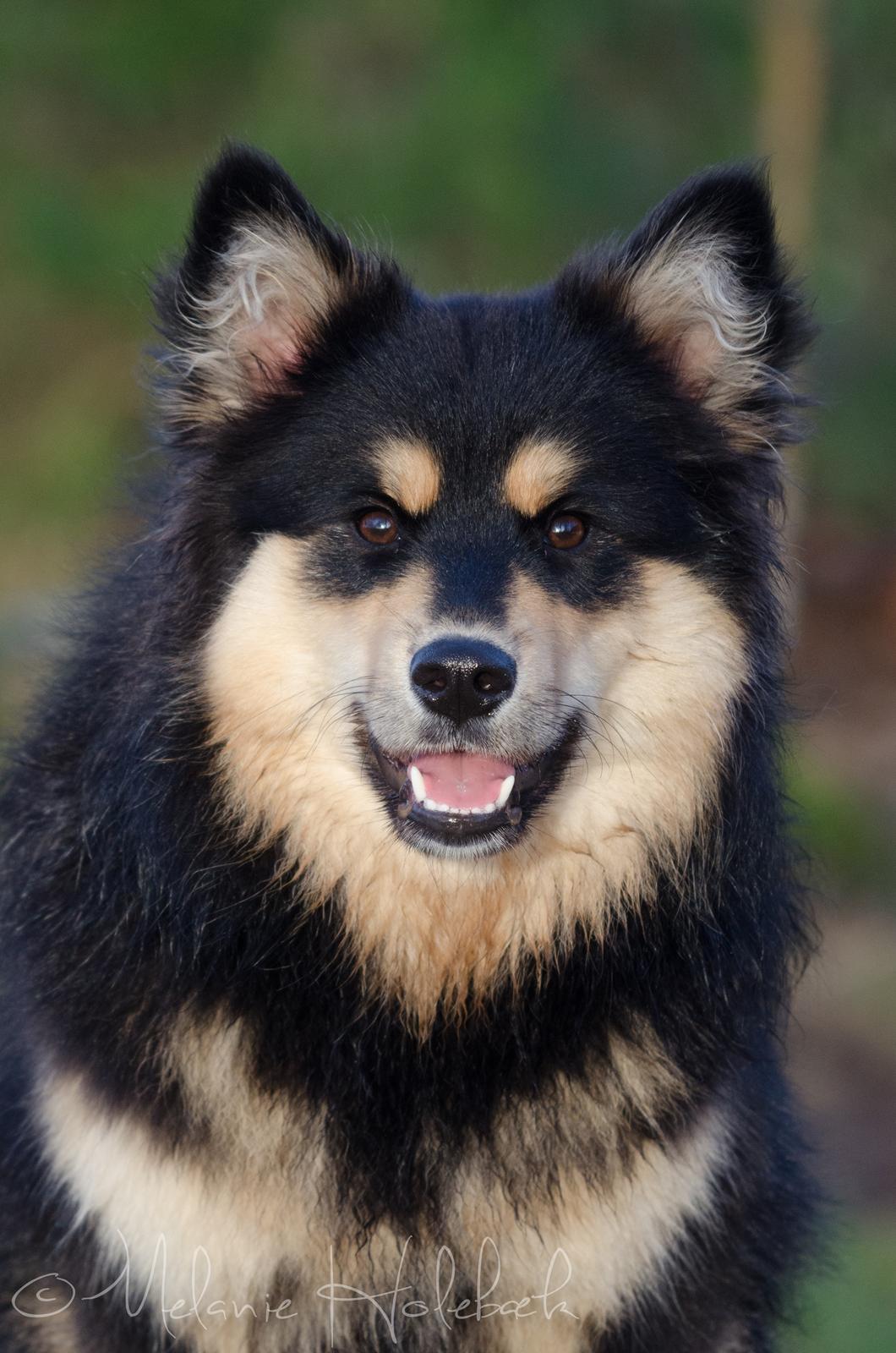 Finsk lapphund DKCH HRCH Lapinkaunis Gimme All Your Lovin' billede 10