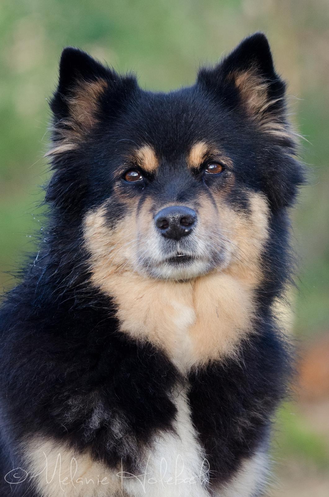 Finsk lapphund DKCH Fjällfarmens Oliwia - Ollie, 8,5 år billede 1