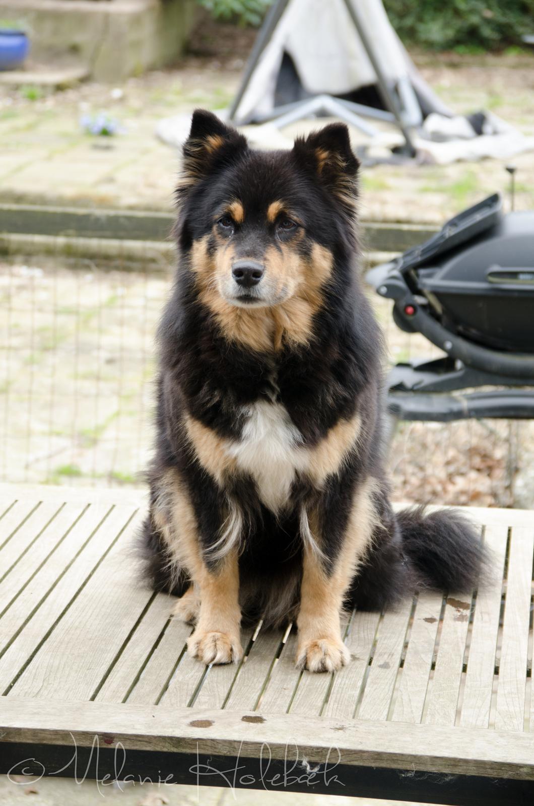 Finsk lapphund DKCH Fjällfarmens Oliwia billede 2