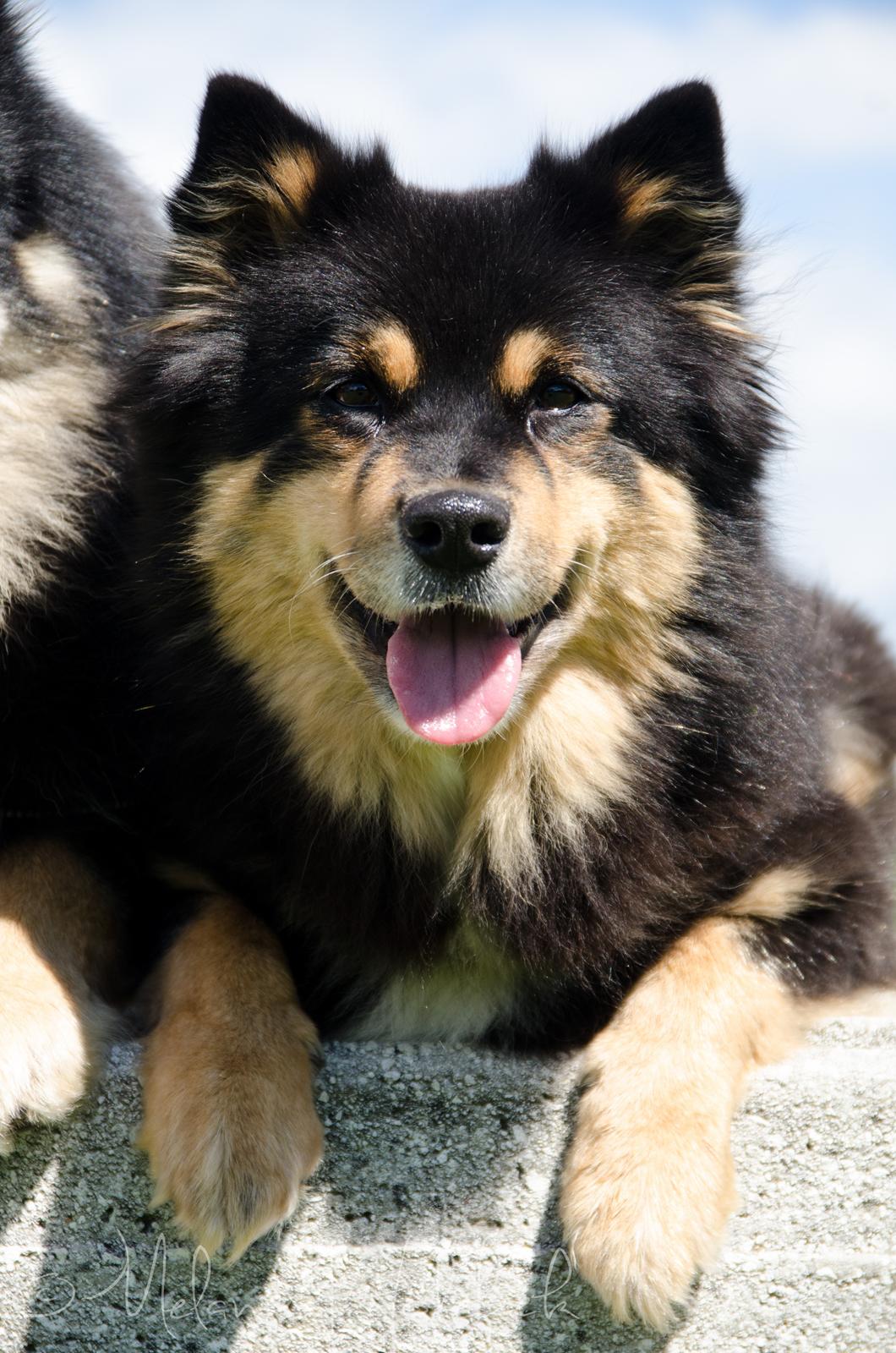 Finsk lapphund DKCH Fjällfarmens Oliwia - verdens smukkeste! billede 4