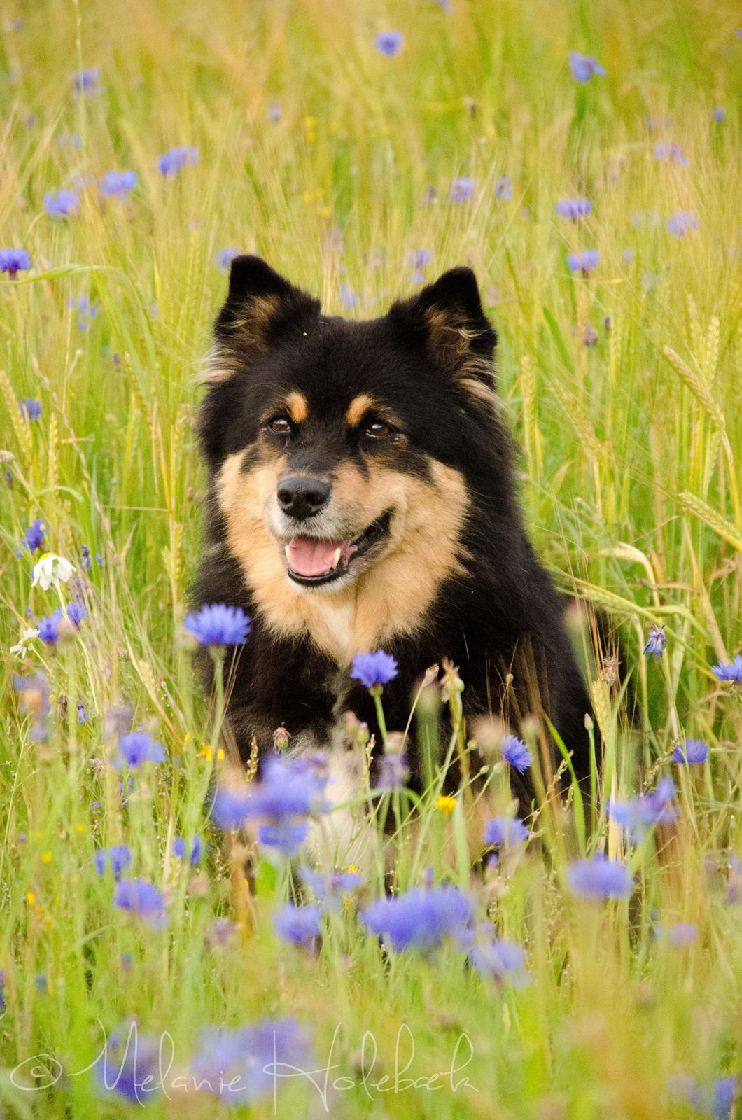 Finsk lapphund DKCH Fjällfarmens Oliwia billede 5