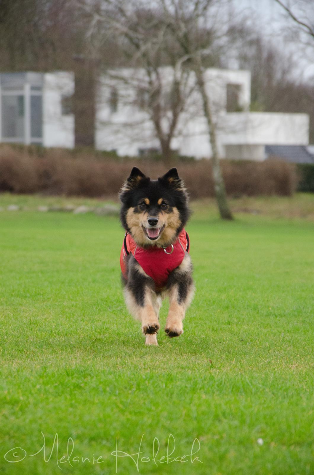 Finsk lapphund DKCH Fjällfarmens Oliwia billede 6