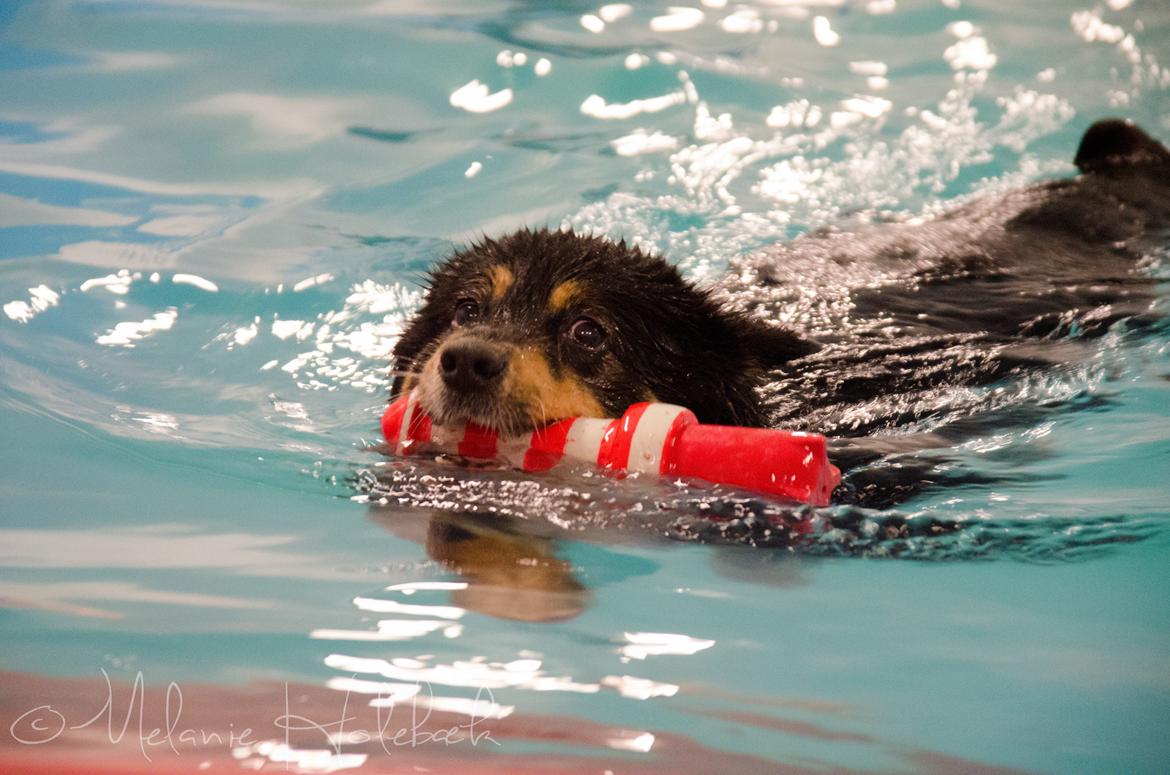 Finsk lapphund DKCH Fjällfarmens Oliwia billede 7