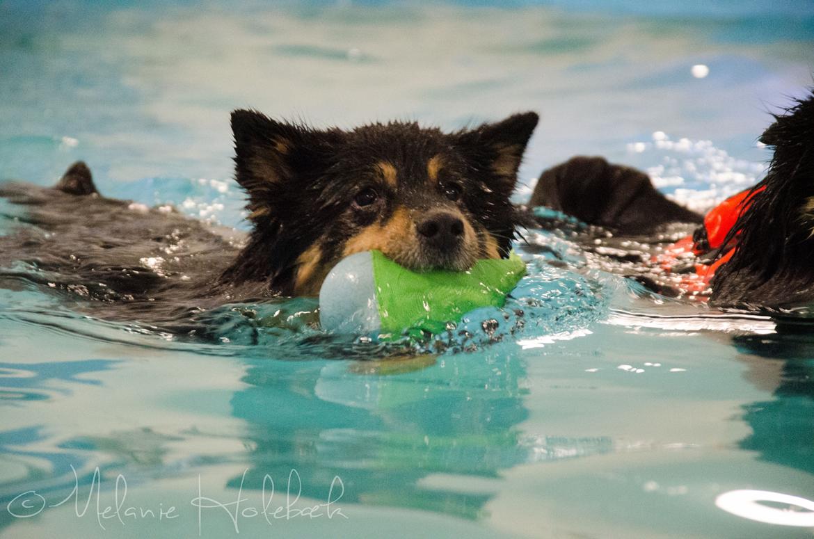 Finsk lapphund DKCH Fjällfarmens Oliwia billede 8