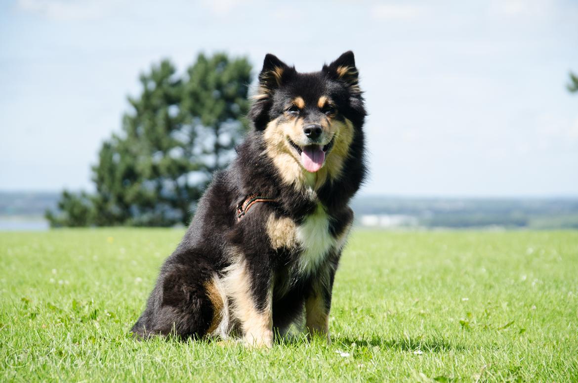 Finsk lapphund DKCH Fjällfarmens Oliwia - På weekend-ophold i Aalborg <3 billede 3