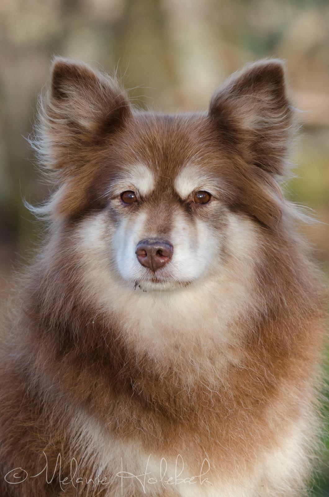 Finsk lapphund Fjällfarmens Qikki - Qira næsten 8 år billede 1
