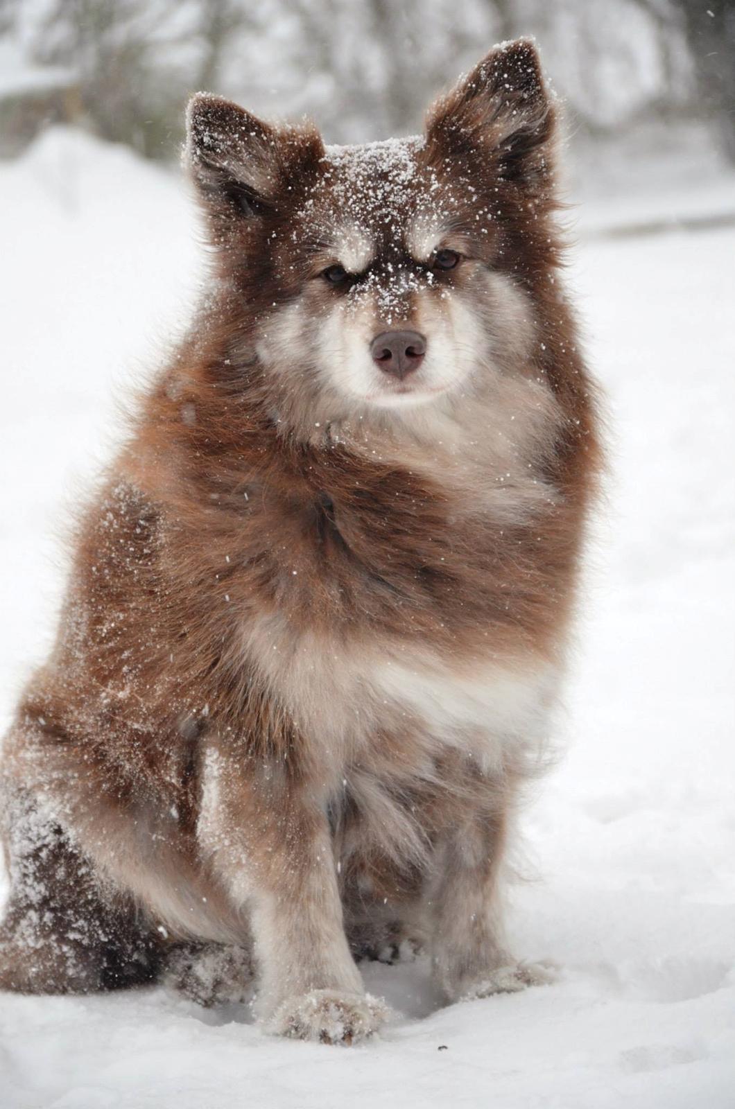 Finsk lapphund Fjällfarmens Qikki billede 3