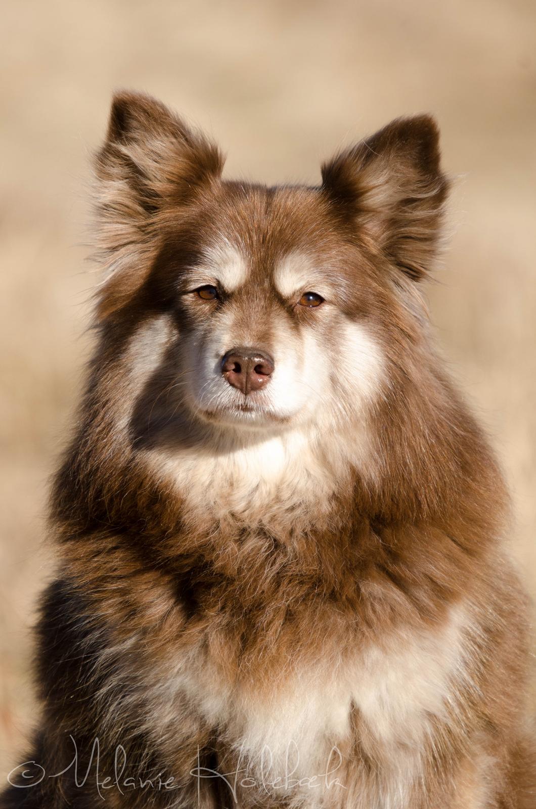 Finsk lapphund Fjällfarmens Qikki billede 5