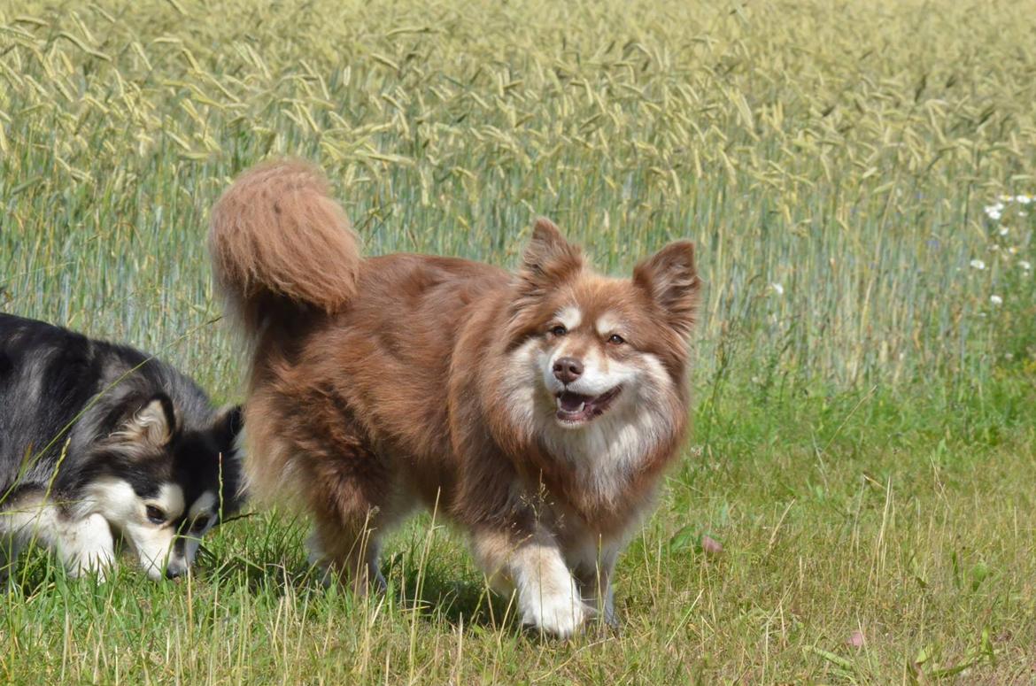 Finsk lapphund Fjällfarmens Qikki billede 7