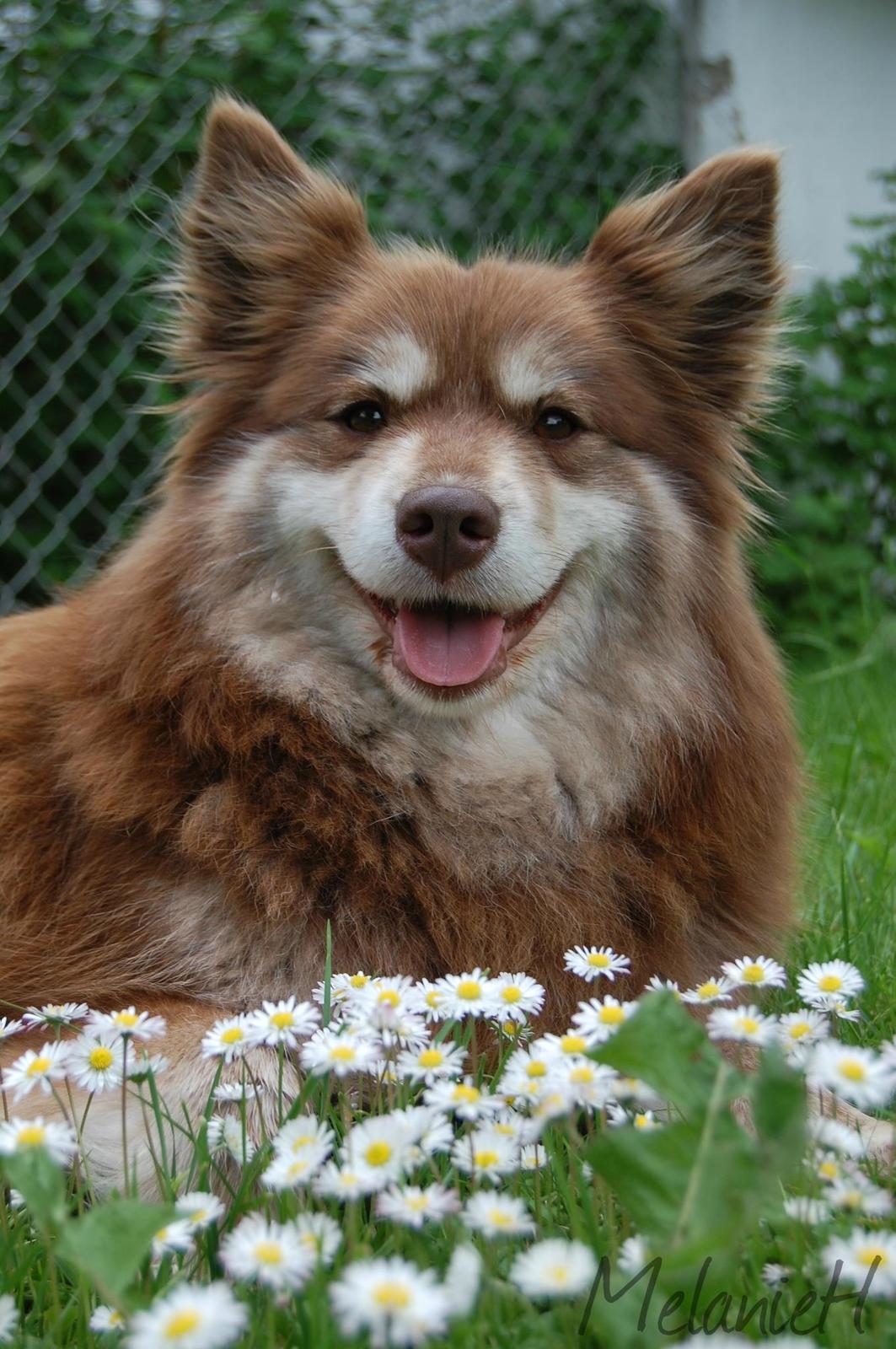 Finsk lapphund Fjällfarmens Qikki billede 4
